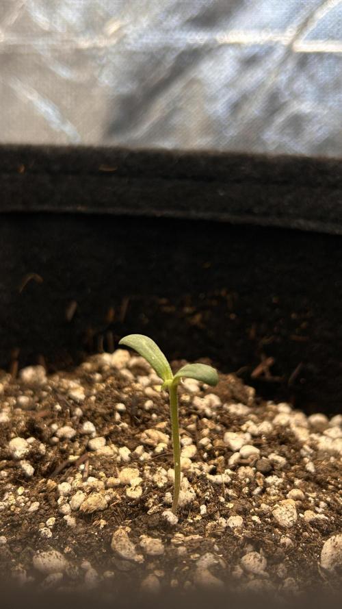 Auto Northern Lights. Week 2