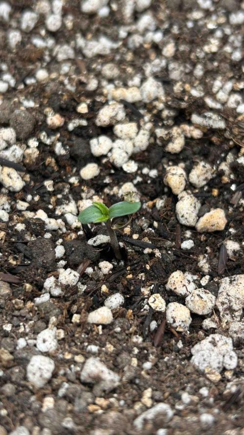 Auto Critical Orange Punch #1. Week 0 - 02/07 - Plântula apareceu no solo;