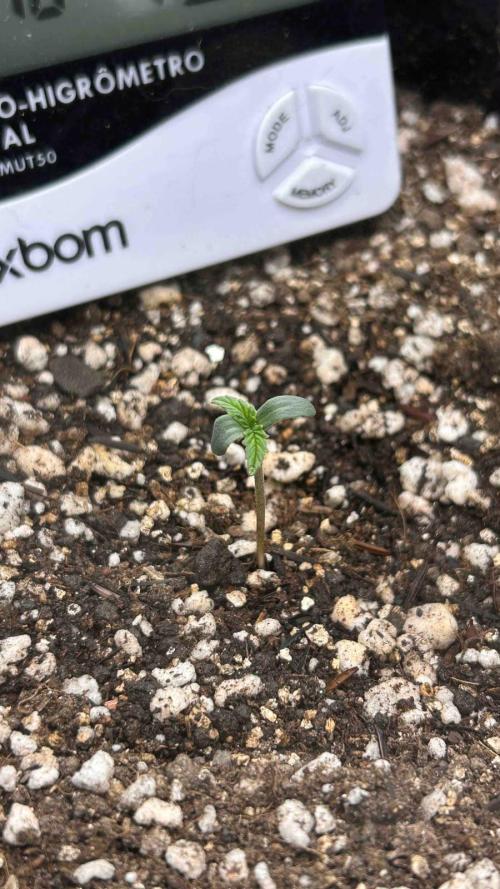 Auto Critical Orange Punch #1. Week 0 - 03/07 