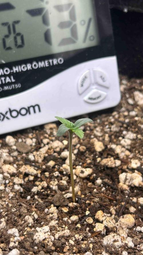 Auto Critical Orange Punch #1. Week 1 - 04/07