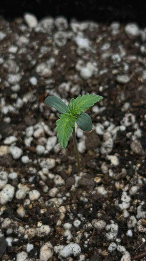 Auto Critical Orange Punch #1. Week 1 - 05/07