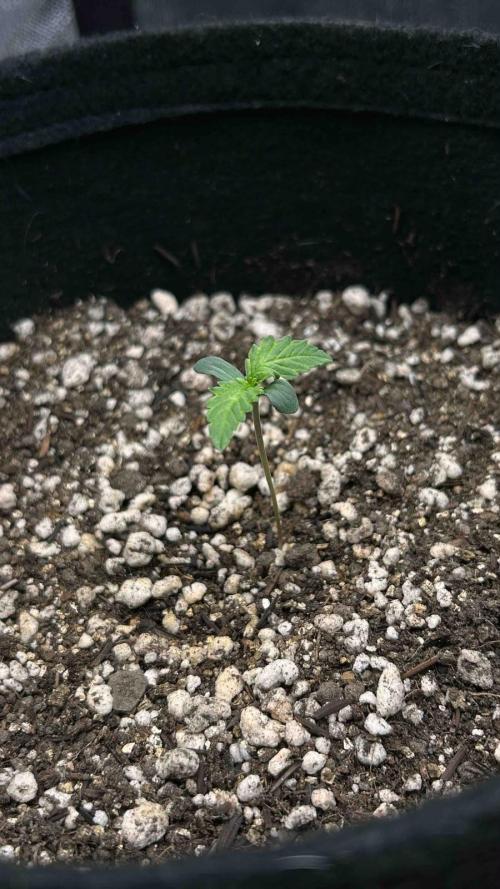 Auto Critical Orange Punch #1. Week 1 - 06/07