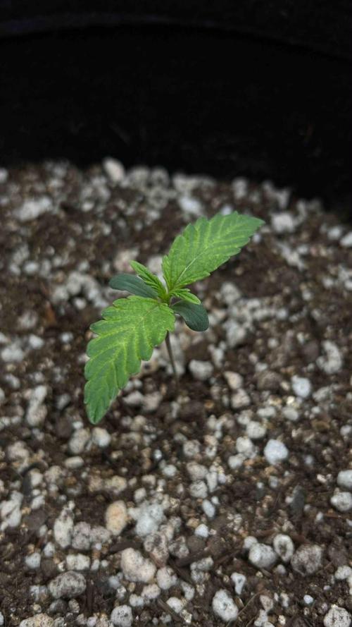 Auto Critical Orange Punch #1. Week 1 - 08/07