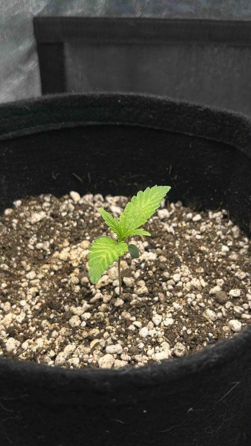 Auto Critical Orange Punch #1. Week 1 - 10/07
