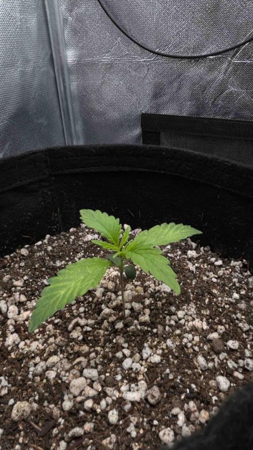 Auto Critical Orange Punch #1. Week 2 - 12/07