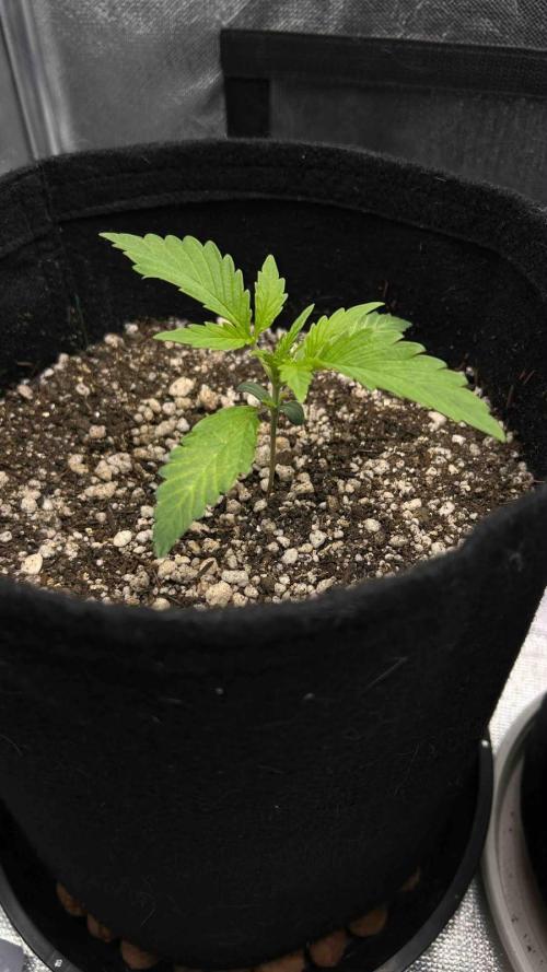 Auto Critical Orange Punch #1. Week 2 - 14/07