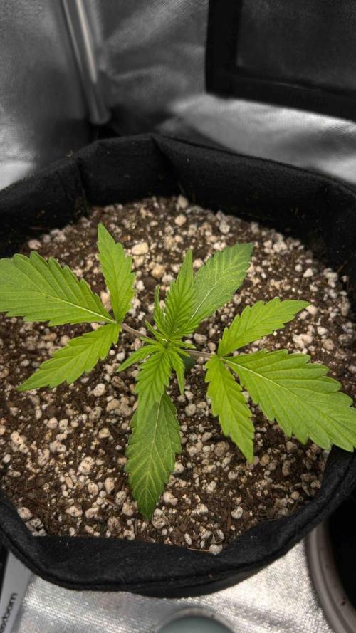 Auto Critical Orange Punch #1. Week 2 - 16/07