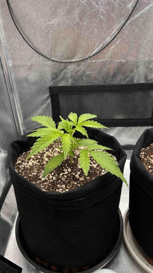 Auto Critical Orange Punch #1. Week 3