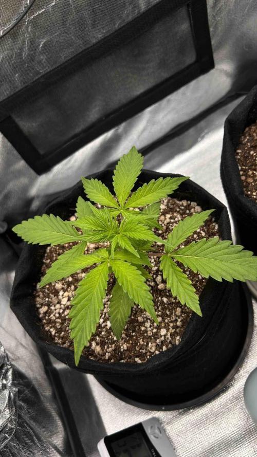 Auto Critical Orange Punch #1. Week 3