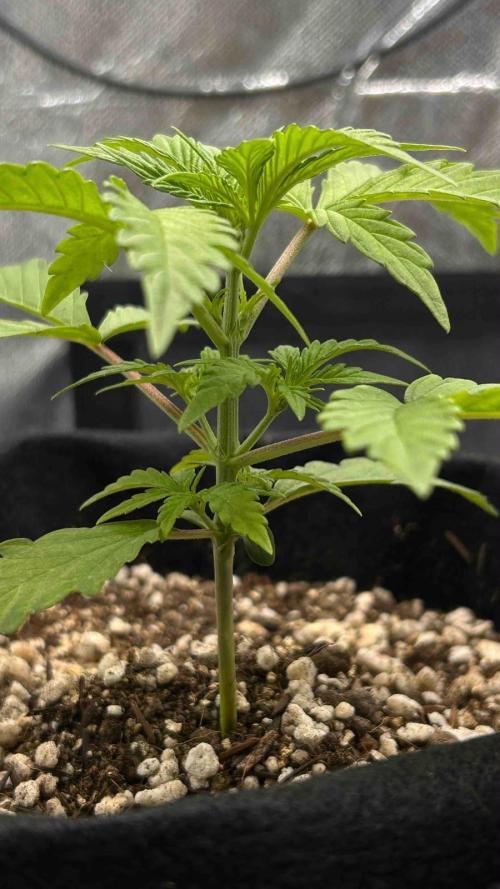 Auto Critical Orange Punch #1. Week 3