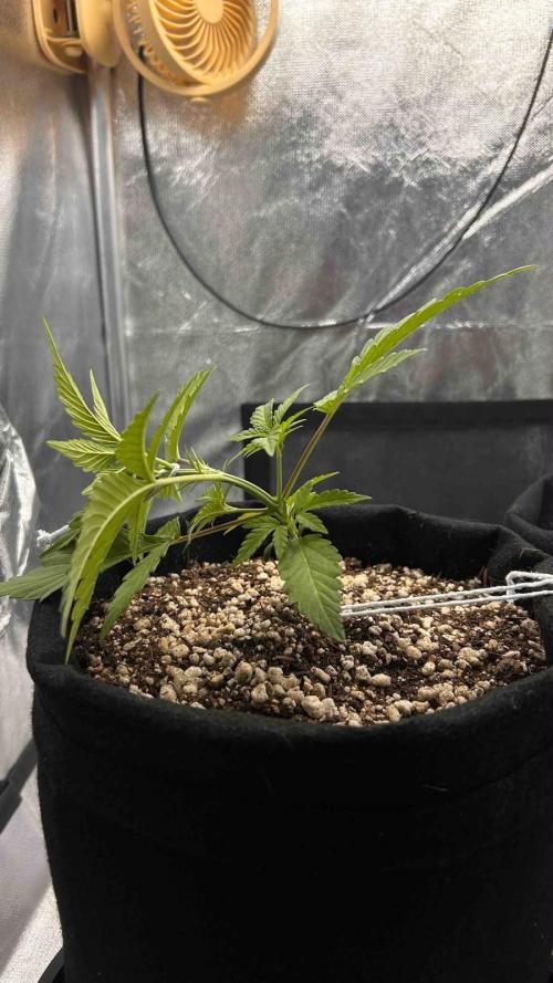 Auto Critical Orange Punch #1. Week 3