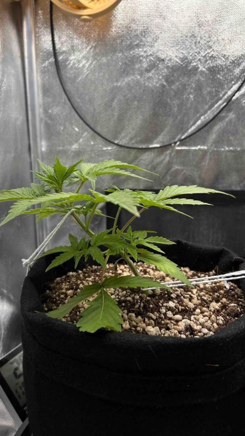 Auto Critical Orange Punch #1. Week 3