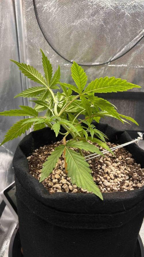 Auto Critical Orange Punch #1. Week 4