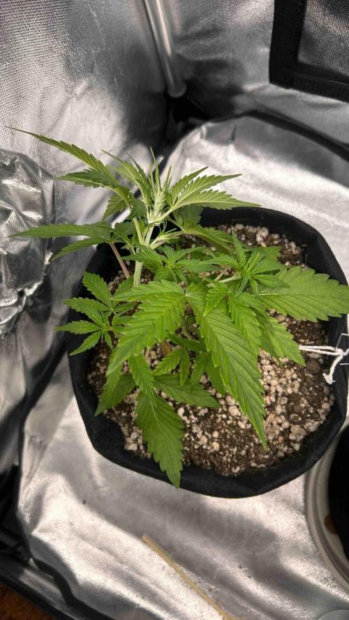 Auto Critical Orange Punch #1. Week 4