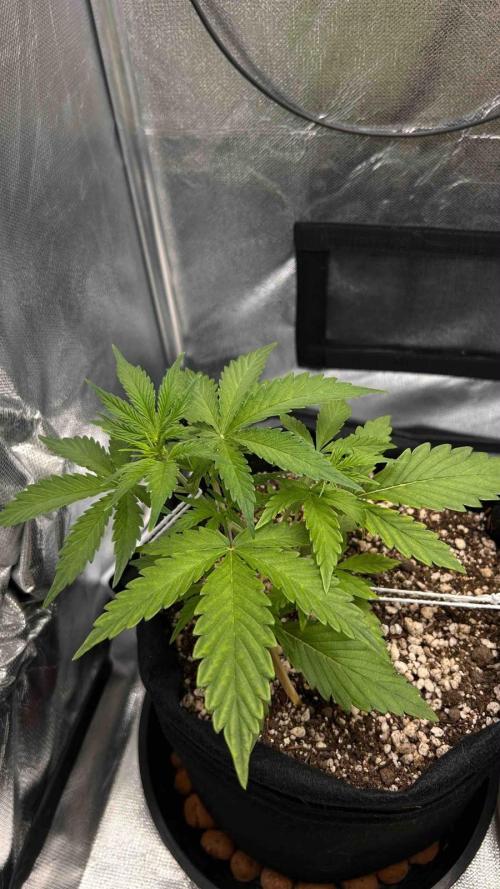 Auto Critical Orange Punch #1. Week 4