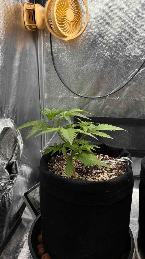 Auto Critical Orange Punch #1. Week 4