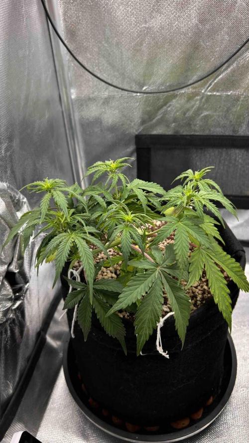 Auto Critical Orange Punch #1. Week 5