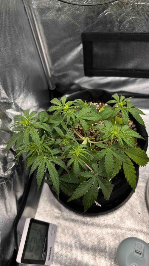Auto Critical Orange Punch #1. Week 5