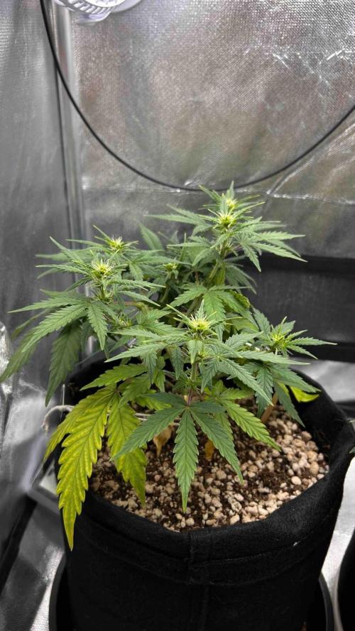 Auto Critical Orange Punch #1. Week 6