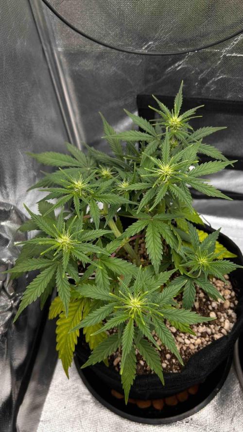 Auto Critical Orange Punch #1. Week 6