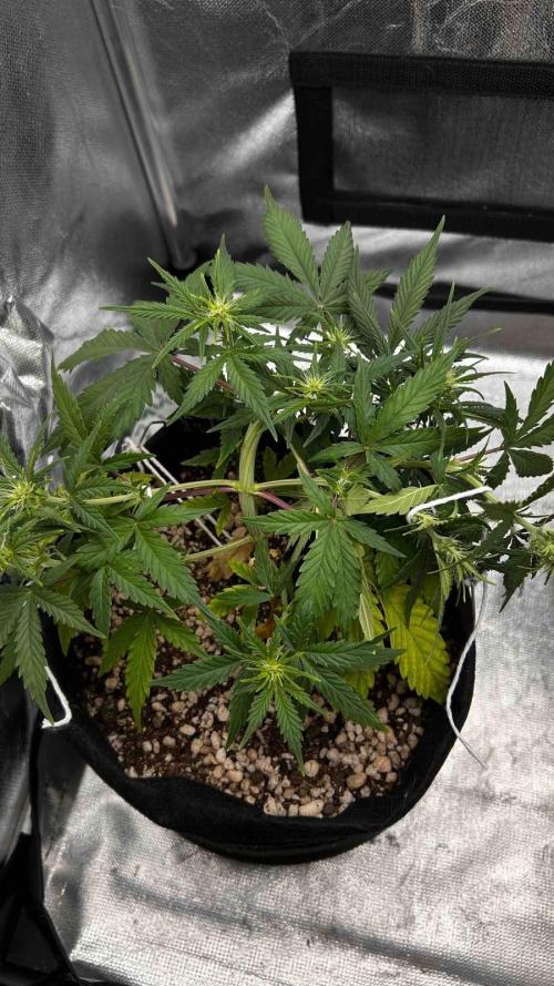 Auto Critical Orange Punch #1. Week 6