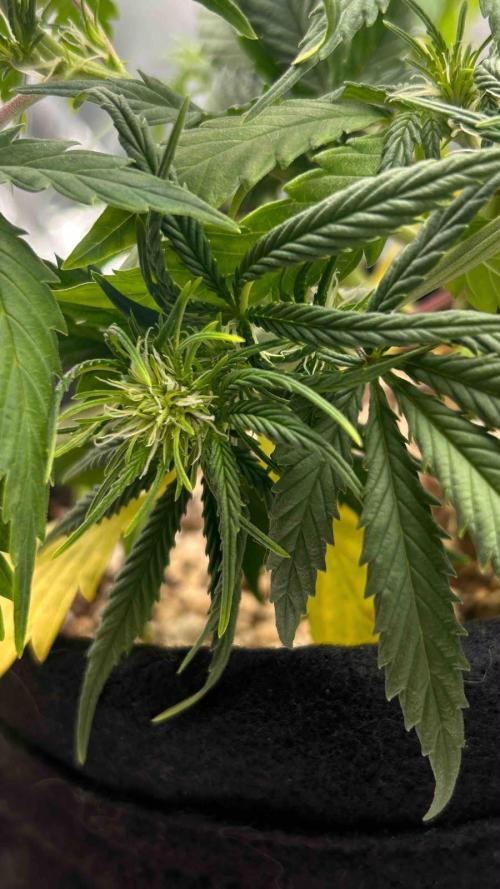 Auto Critical Orange Punch #1. Week 6