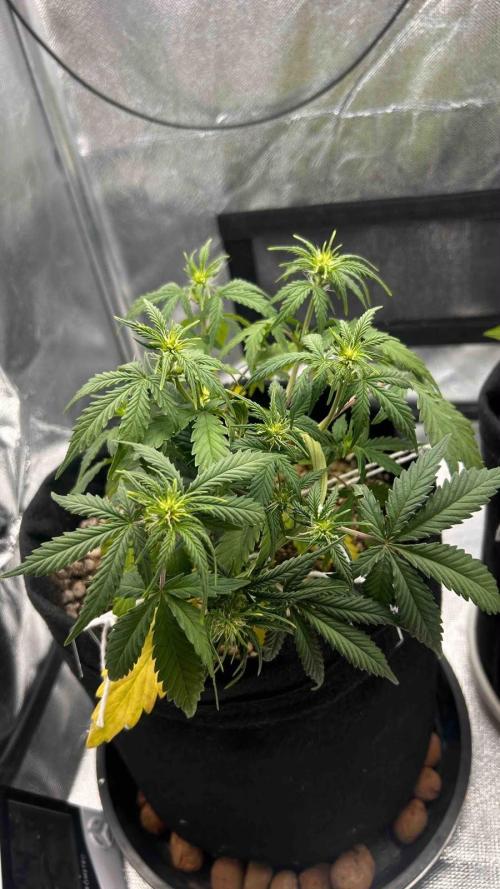 Auto Critical Orange Punch #1. Week 6