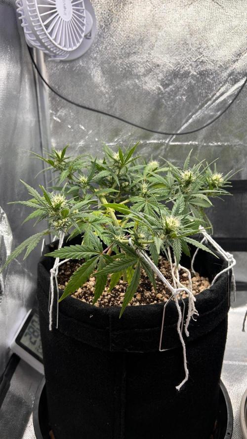 Auto Critical Orange Punch #1. Week 7
