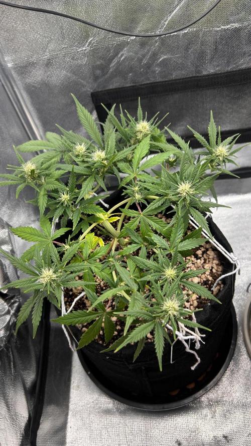 Auto Critical Orange Punch #1. Week 7