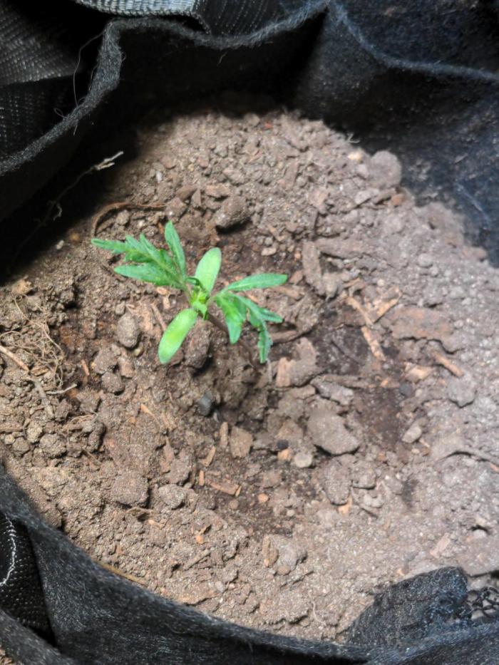 Frosty's Auto Freak. Week 2