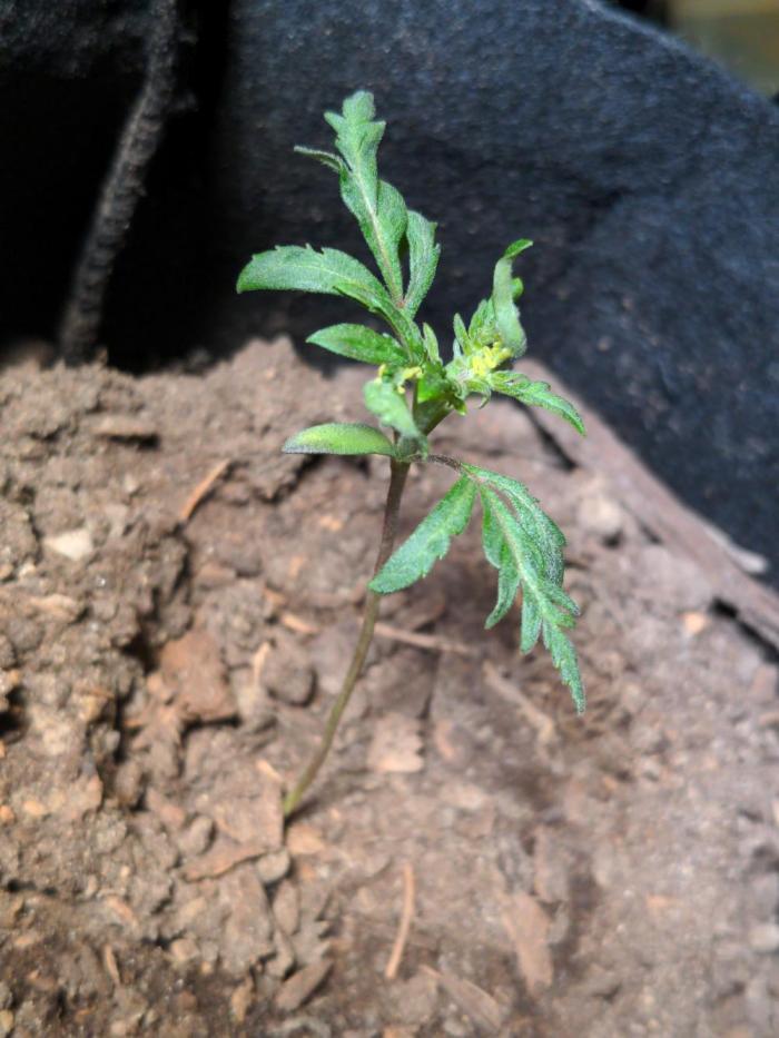 Frosty's Auto Freak. Week 3