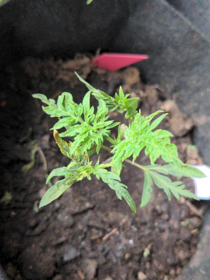 Frosty's Auto Freak. Week 4