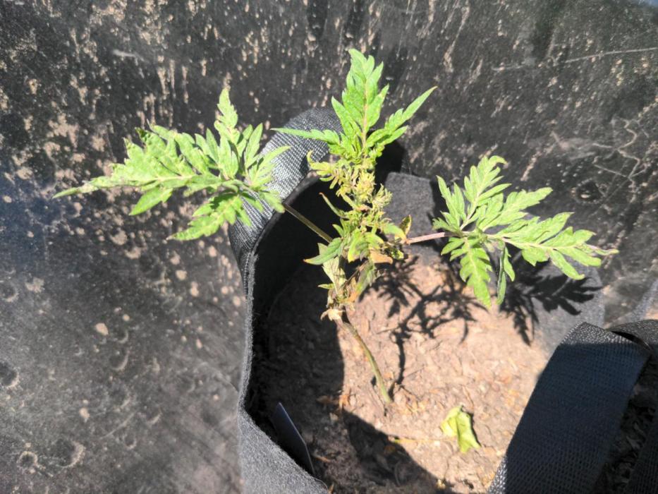 Frosty's Auto Freak. Week 6