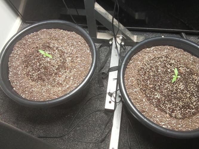 Auto mango mints xl. Week 1