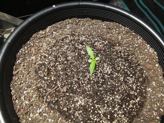 Auto mango mints xl. Week 1