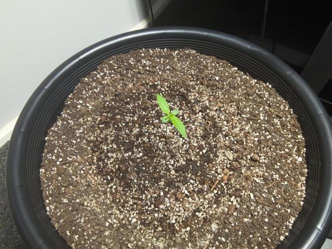 Auto mango mints xl. Week 1