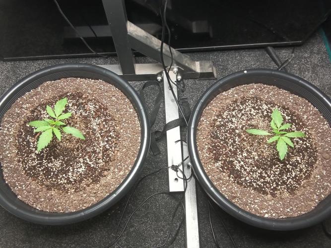 Auto mango mints xl. Week 2