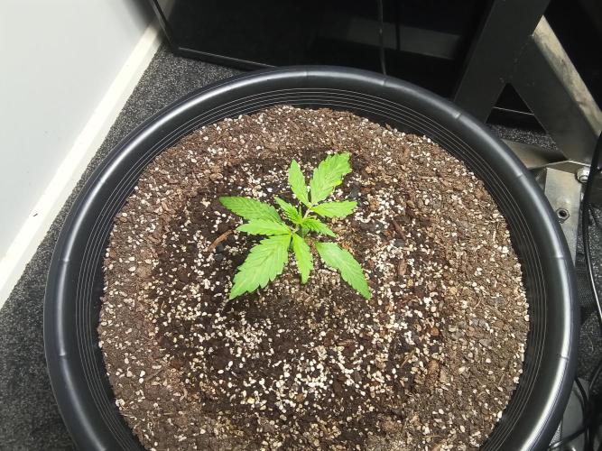 Auto mango mints xl. Week 2