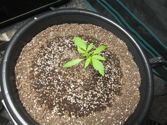 Auto mango mints xl. Week 2