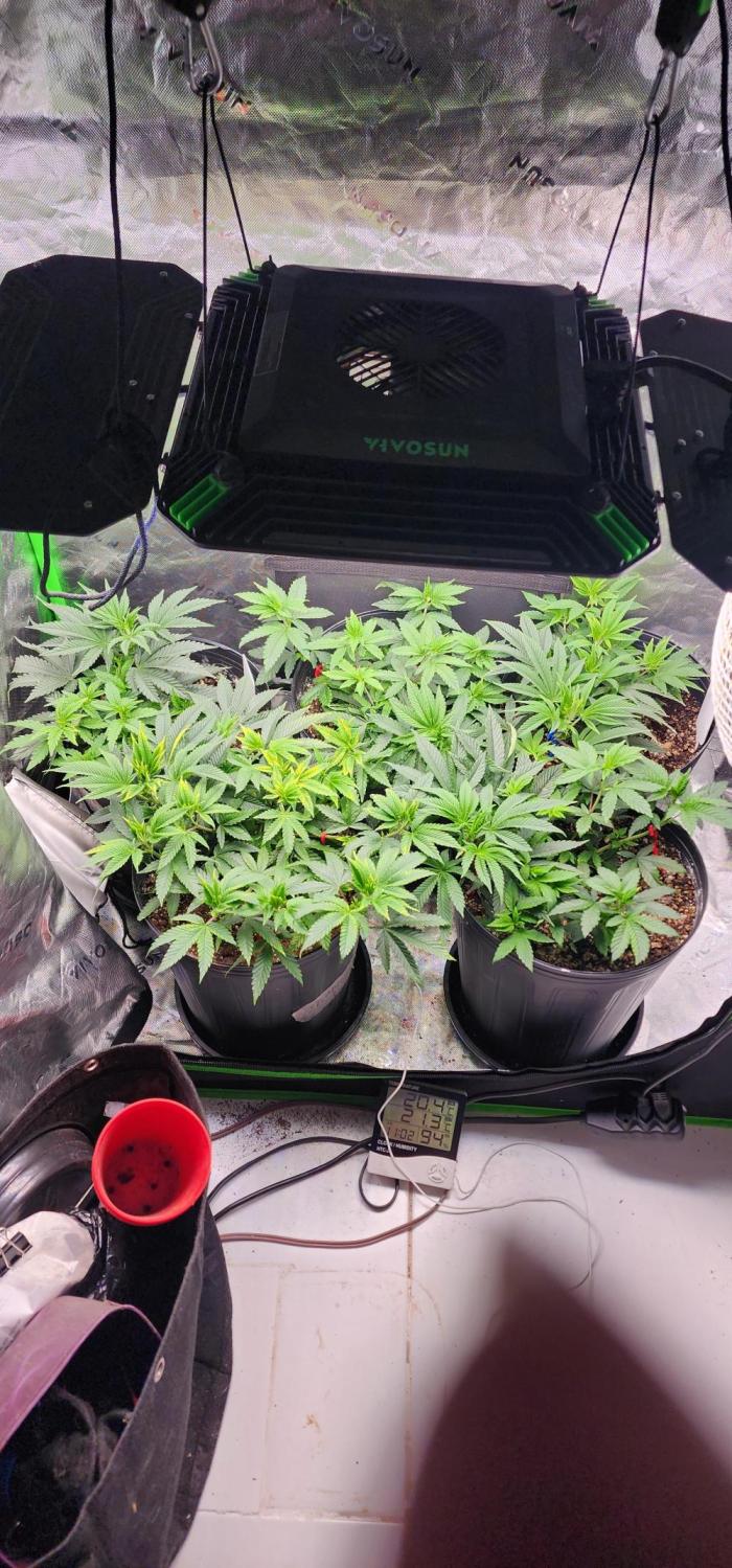 Perfect tree. Week 6
