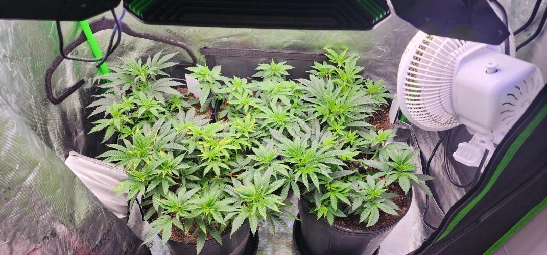 Perfect tree. Week 2