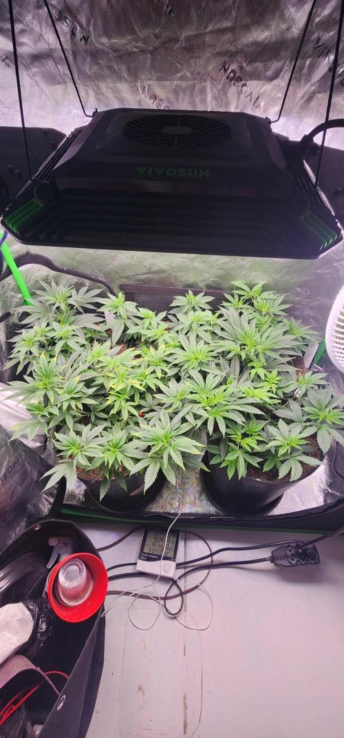 Perfect tree. Week 2