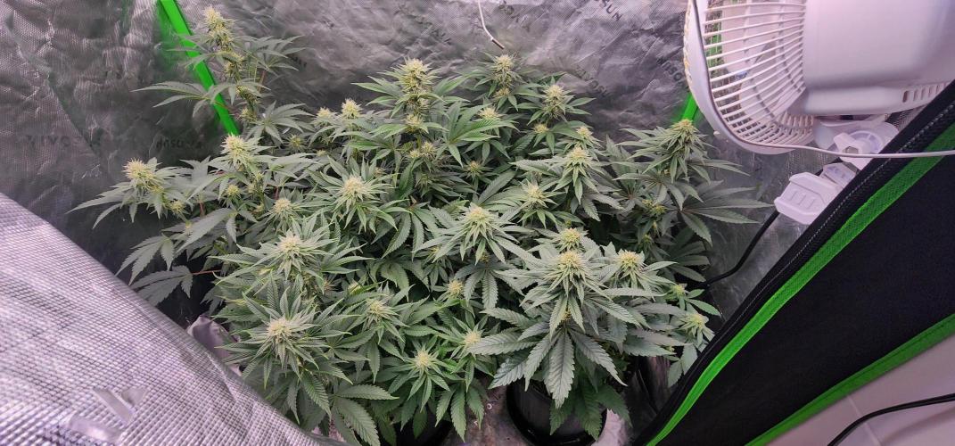 Perfect tree. Week 5 - Grow