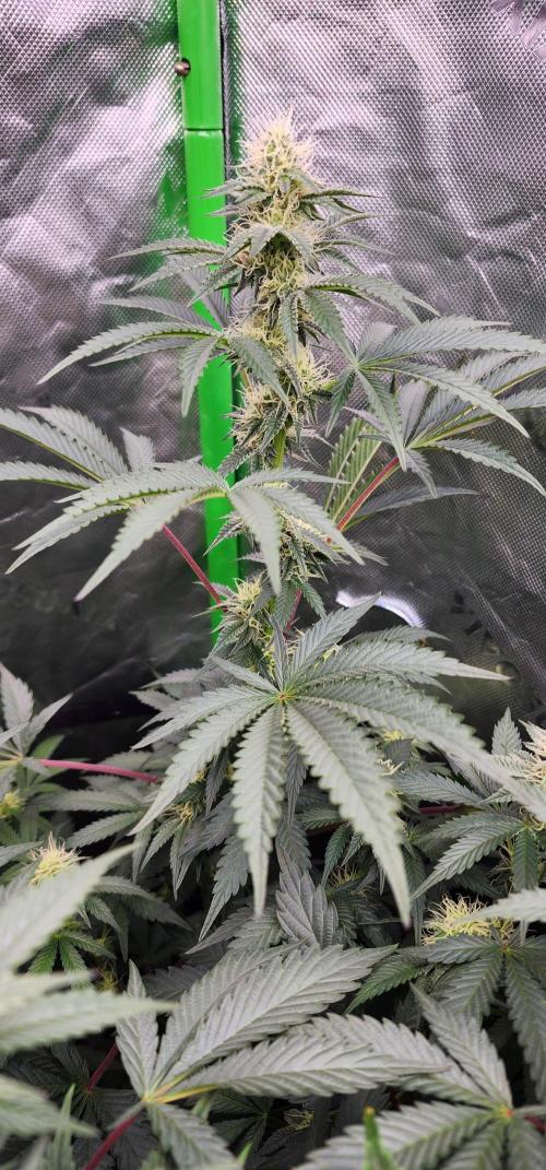 Perfect tree. Week 5 - Tropicozz