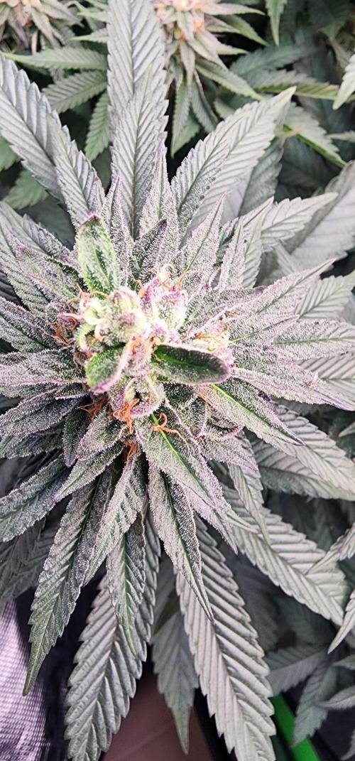Perfect tree. Week 7