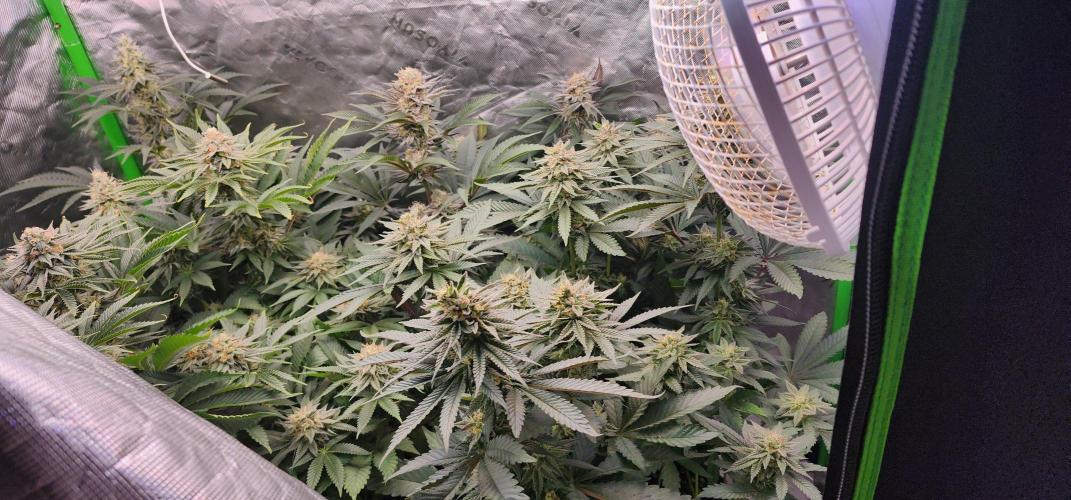Perfect tree. Week 7