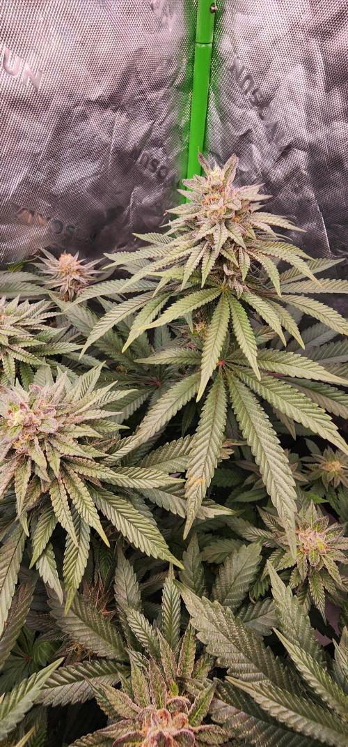 Perfect tree. Week 7
