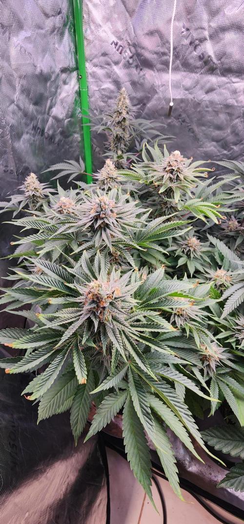 Perfect tree. Week 7