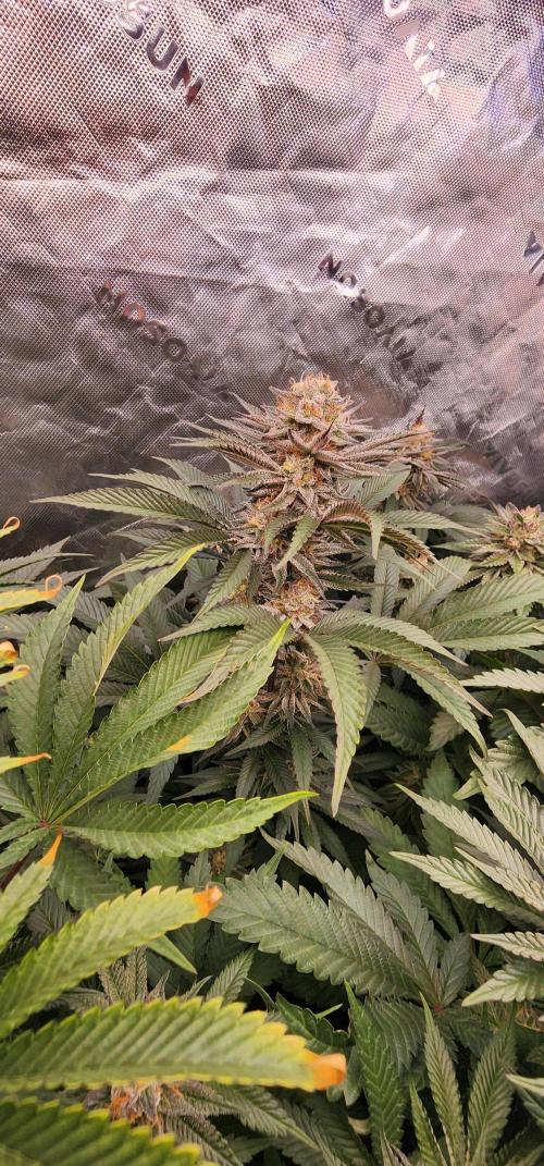 Perfect tree. Week 7
