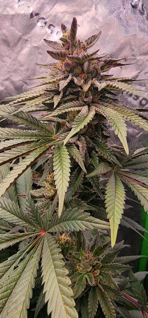 Perfect tree. Week 7